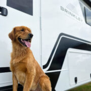 RVing with Dogs